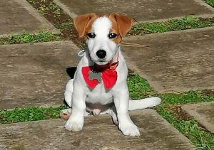 Read more about the article Il cucciolo arriva in famiglia: come accoglierlo.