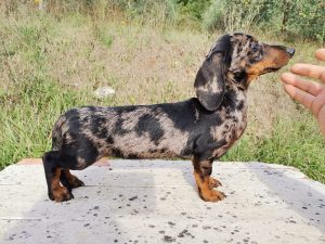 Read more about the article La “Qualità” di un allevamento