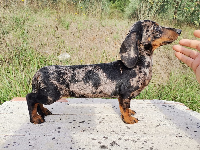 Read more about the article La “Qualità” di un allevamento