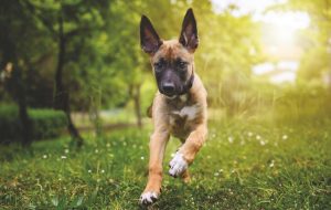 Read more about the article Un Amico Peloso