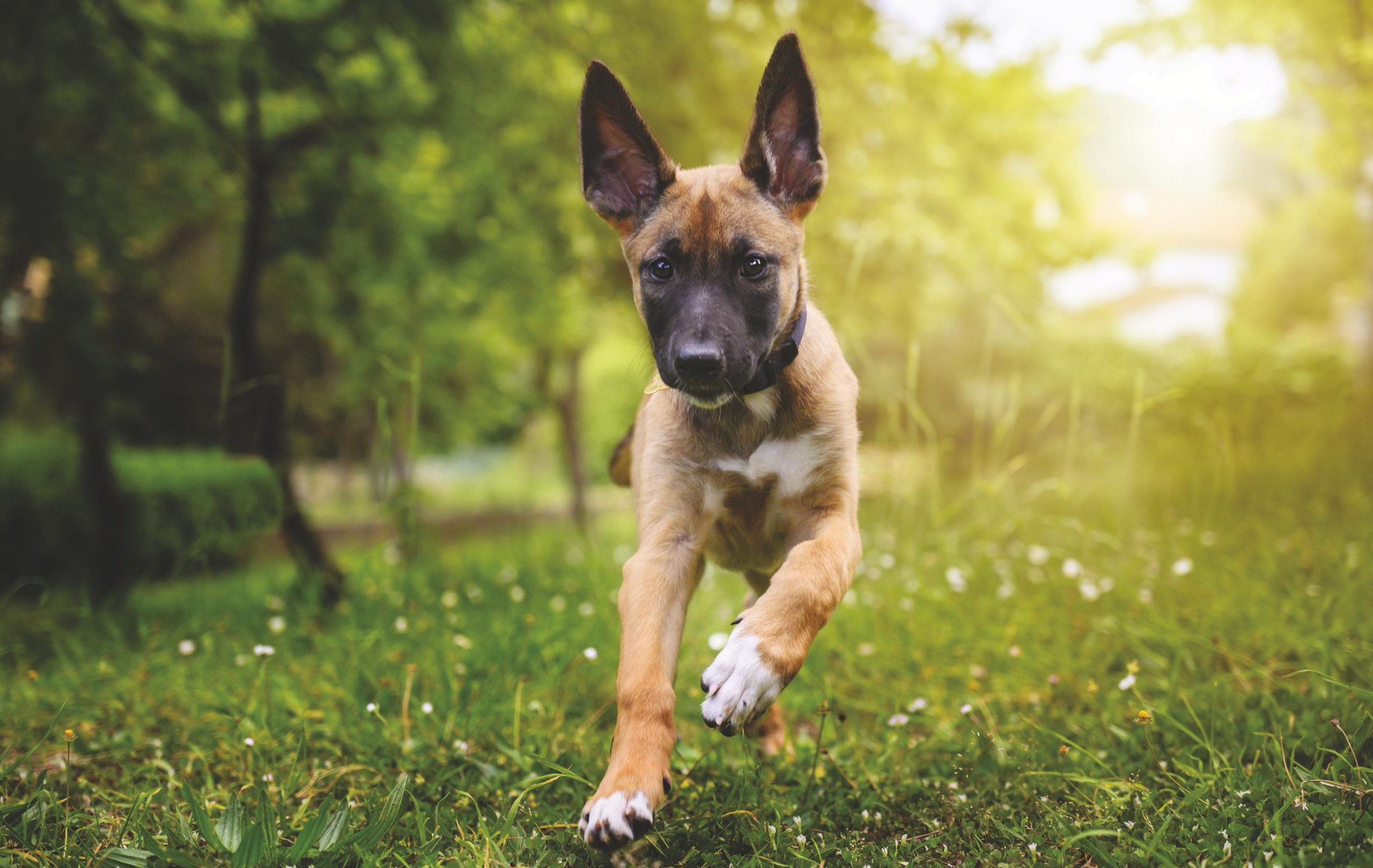 Scopri di più sull'articolo Un Amico Peloso
