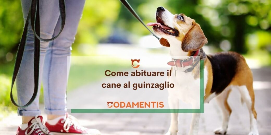 Scopri di più sull'articolo Come abituare il cane al guinzaglio