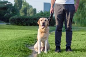 Read more about the article A passeggio con il cane