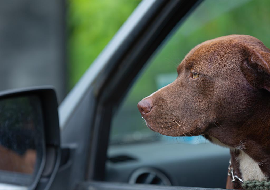 Read more about the article Il mal d’auto (cinetosi), anche cane e gatto ne soffrono!