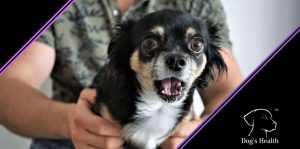 Read more about the article Il cane che ha paura dei botti e del temporale: come comportarsi?