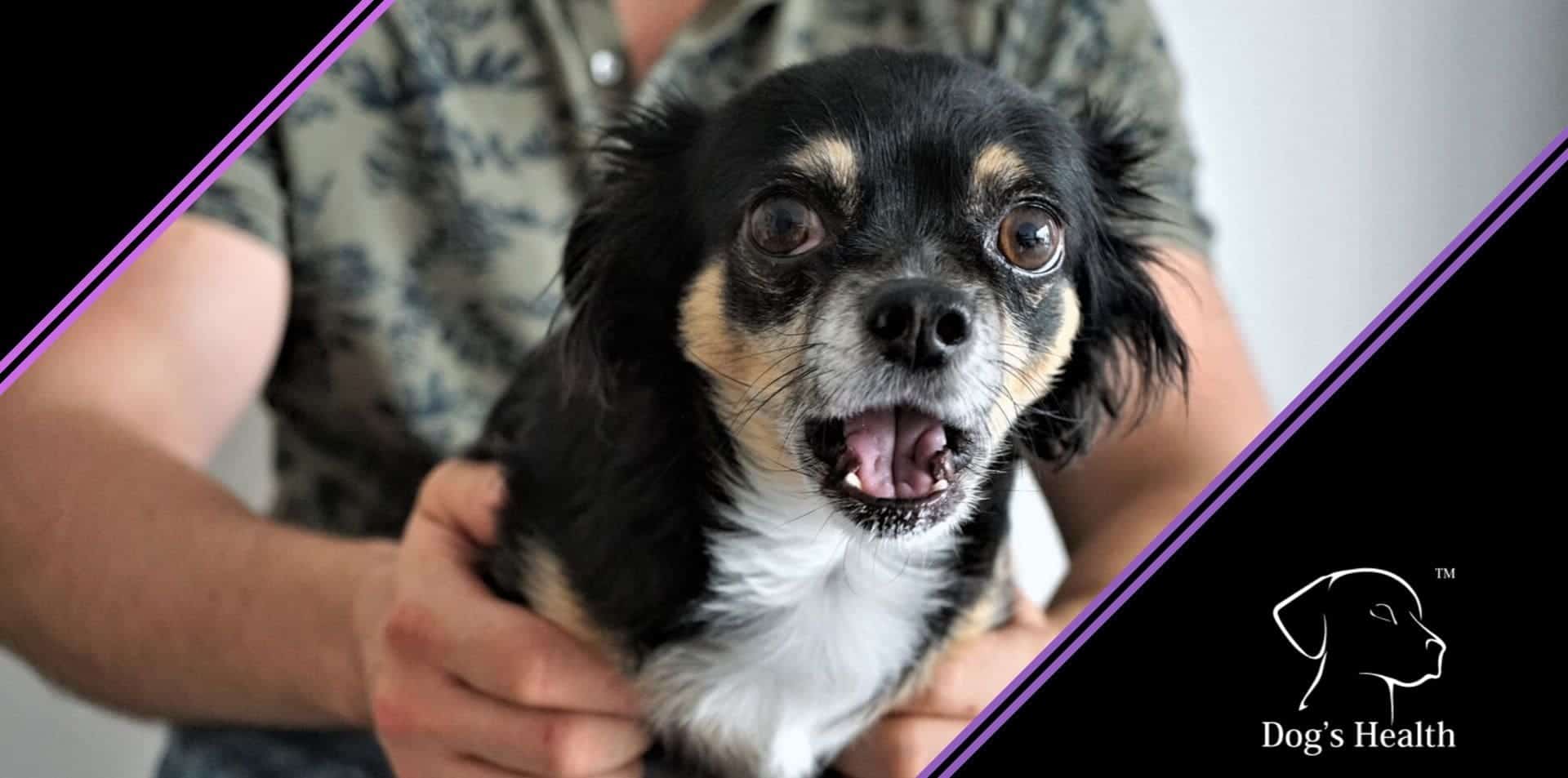 Read more about the article Il cane che ha paura dei botti e del temporale: come comportarsi?