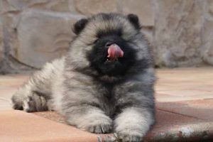 Read more about the article Il mondo visto dai cuccioli