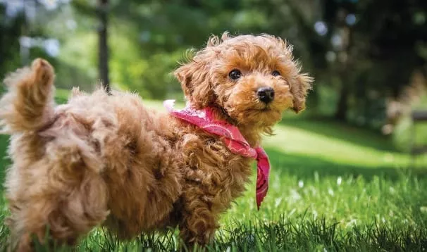 Read more about the article Il pedigree dei cani di razza è una garanzia anche per la loro salute